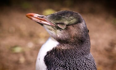 One of the most endangered penguin species in the world has a reputation for being loudmouthed and sassy.