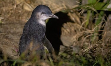 The bodies of hundreds of little blue penguins have washed up on the beaches of New Zealand's northern coast in recent weeks
