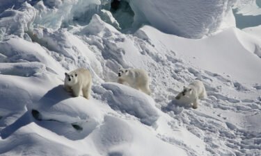 A genetically distinct and isolated population of polar bears have been documented living in southeast Greenland.