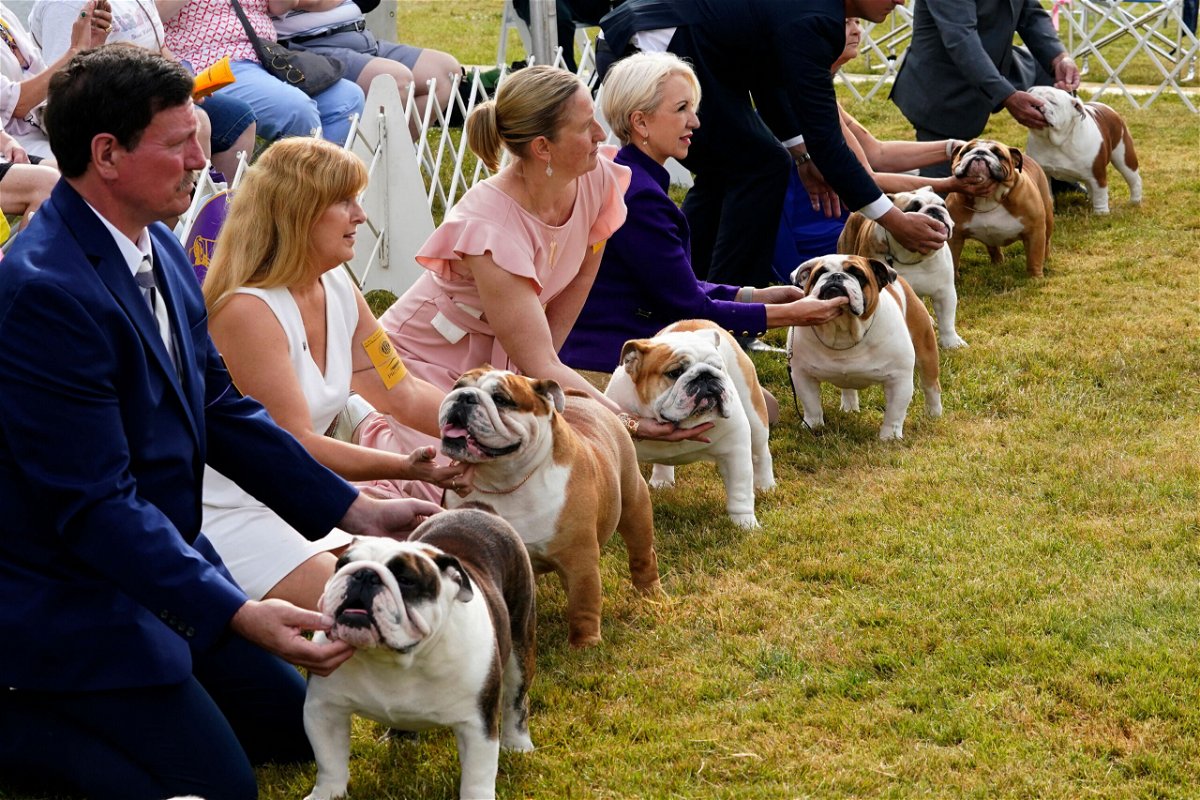 <i>Timothy A. Clary/AFP/Getty Images</i><br/>The Westminster Kennel Club Dog Show is afoot