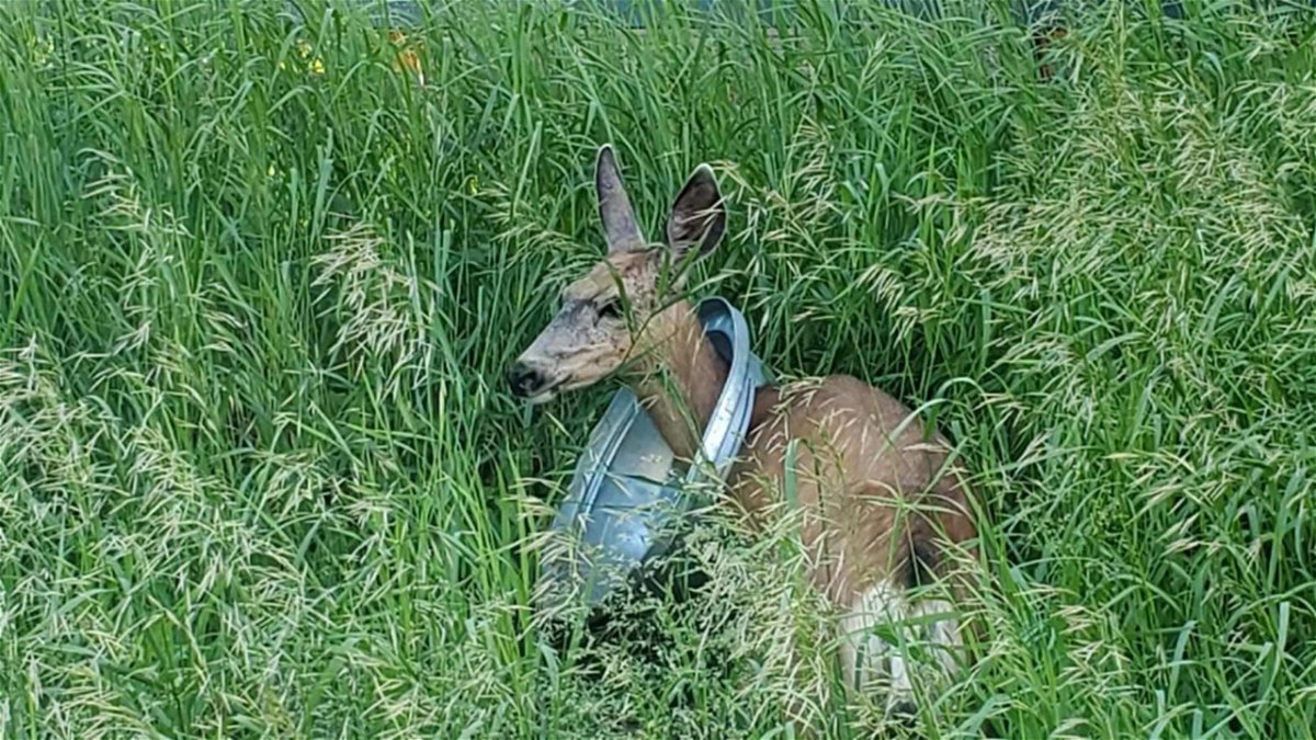 A mule deer doe in McCall with a trash can lid stuck on her neck. 