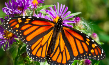 Monarch butterflies have reached endangered status. But it's not all bad news.