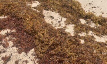 Sargassum seaweed blowing ashore from the ocean. CBS4's drone video shows just how widespread it is on the sand it also shows large clumps floating in the water.