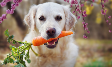 10 superfoods for dogs from your very own kitchen