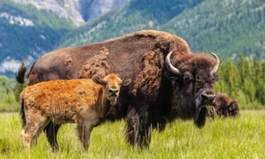 American bison are making a major comeback