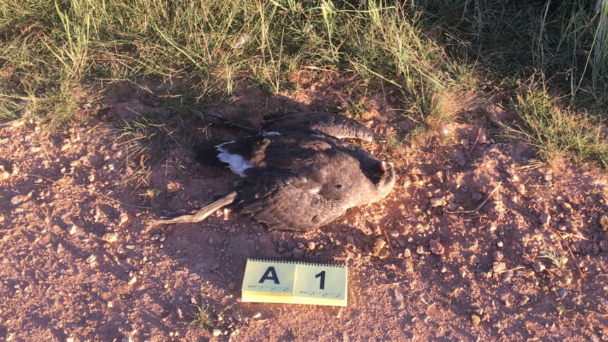 decapitated_goose_near_bloomington2_july_2022