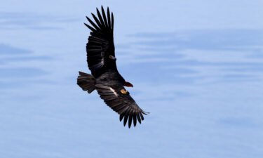 California was part of the coalition that sued for the Endangered Species Act to be restored. The California condor
