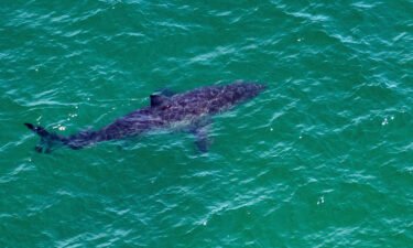 A great white shark swims approximately 164 feet (50 meters) off the coast of the Cape Cod National Seashore in Massachusetts on July 15.