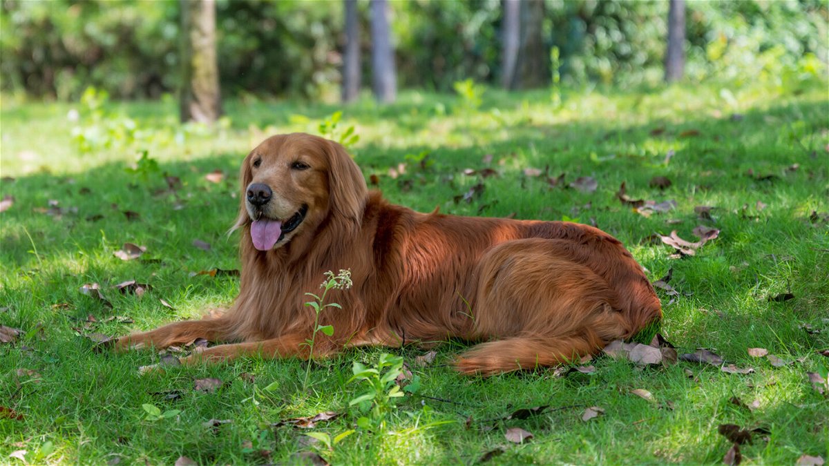 <i>Chendongshan/Adobe Stock</i><br/>Make sure your dog has access to shade and water during the hot weather. Walk your pet in the early morning or evening.
