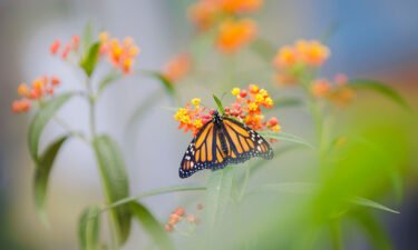 Habitat loss and the climate crisis are increasingly threatening monarch butterfly populations