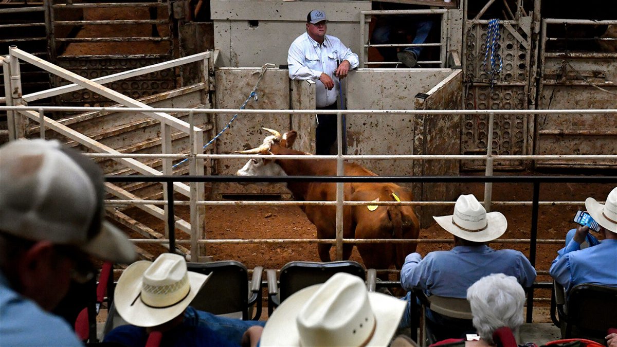 <i>Ronald W. Erdrich/Abilene Report/AP</i><br/>Buyers and sellers watch as cattle go through the sale barn arena at Abilene Livestock Auction on July 12 in Abilene