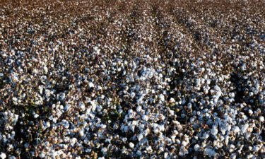 Cotton has now shed more than a third of its price since early May. That's bad news for US economic growth: The United States is the largest exporter of cotton worldwide.