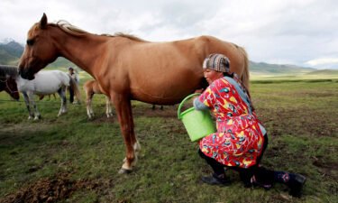 A farmer milks a horse in the south of the Kyrgyz capital Bishkek in June 2011. Kyrgyzstan is seeking to attract more tourists by promoting its traditional kumis - fermented mare's milk.
