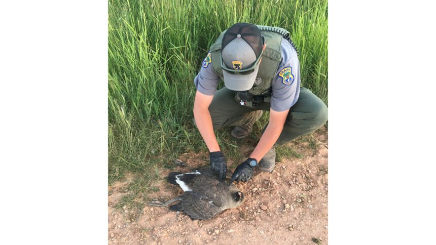 officer_kolby_white_with_decapitated_canada_goose_july_2022