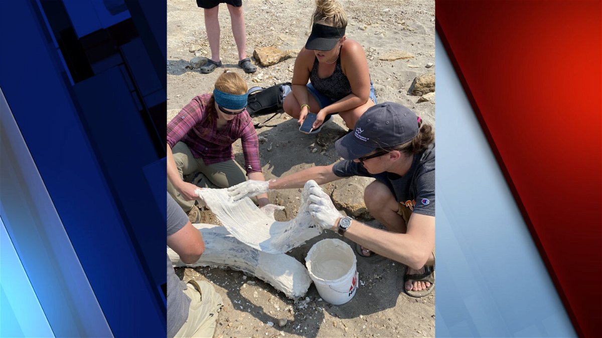 ISU graduate and undergraduate students apply a plaster jacket to a Columbian mammoth tusk found near American Falls alongside IMNH paleontology curator Dr. Brandon Peecook.