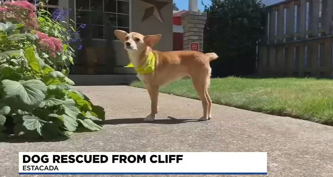 <i>KPTV</i><br/>Flora is a 9-year-old chihuahua