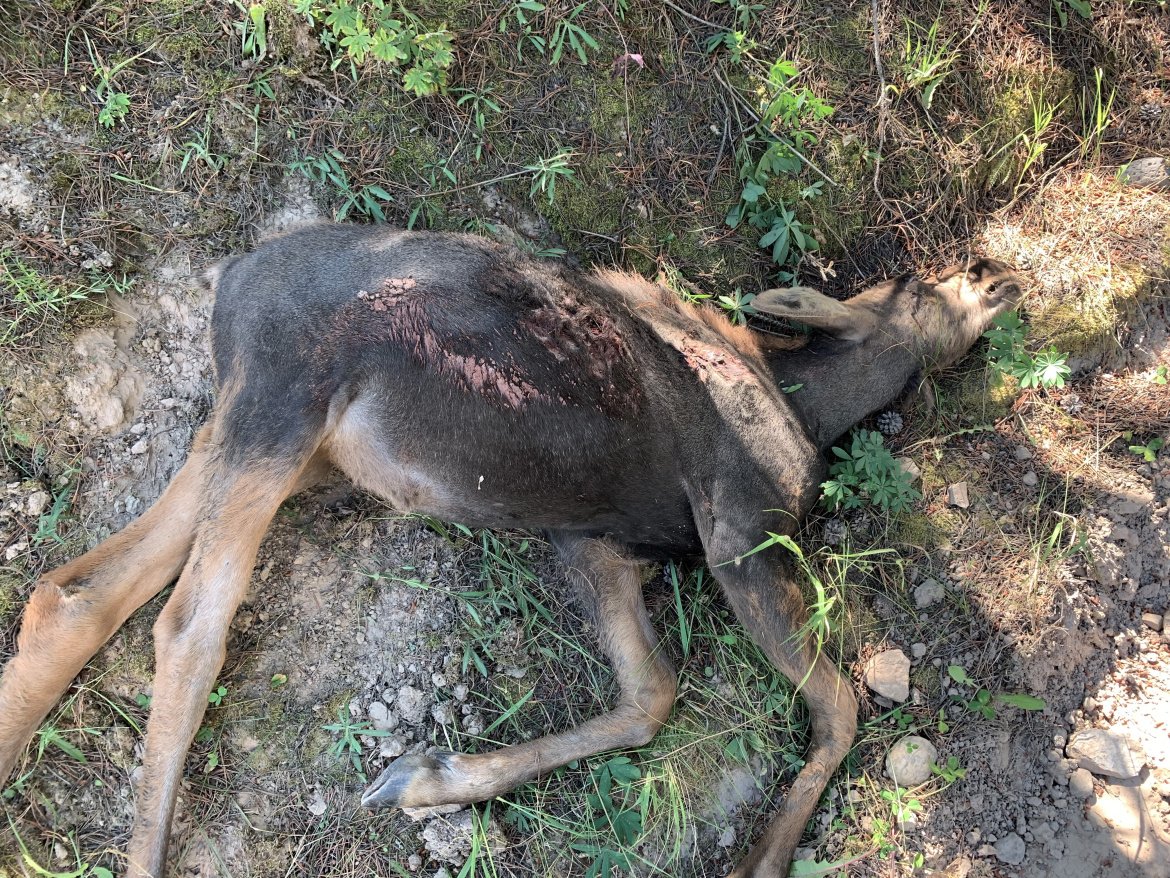 Dead Moose Calf, Fish Creek Road, Unit 64