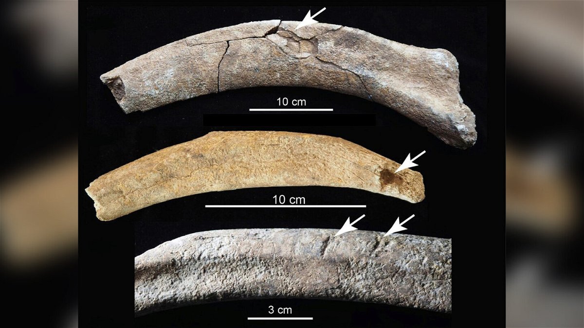 <i>Timothy Rowe et al./The University of Texas at Austin</i><br/>Butchering marks can be seen on the mammoth ribs. The top rib shows a fracture from blunt force impact