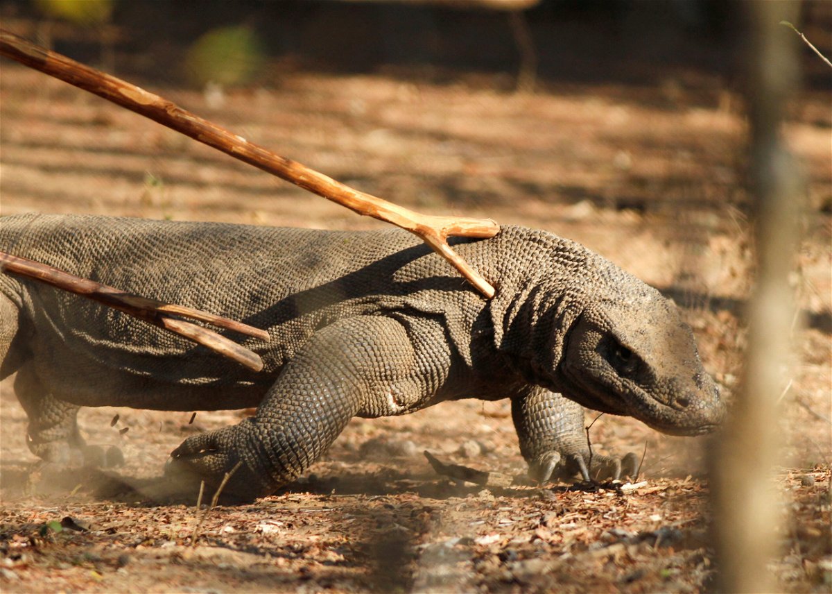 <i>Beawiharta Beawiharta/Reuters</i><br/>Hundreds of Indonesian tourism workers were on strike on August 2 over a hefty hike in ticket prices to see the country's famous Komodo dragons