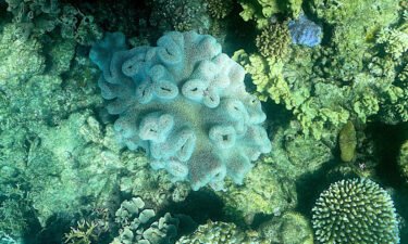 Parts of the Great Barrier Reef have recorded their highest amount of coral cover since the Australian Institute of Marine Science (AIMS) began monitoring 36 years ago