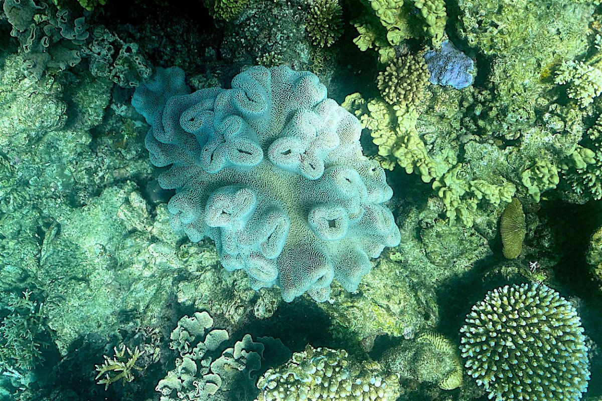 <i>Glenn Nicholls/AFP/Getty Images</i><br/>Parts of the Great Barrier Reef have recorded their highest amount of coral cover since the Australian Institute of Marine Science (AIMS) began monitoring 36 years ago