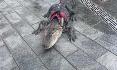 Bystanders had an up-close and personal encounter with an alligator in Philadelphia's Love Park. But the reptile isn't a wild beast: It's the emotional support animal of a Philadelphia man who runs several social media accounts documenting his loving relationship with Wally the alligator.
