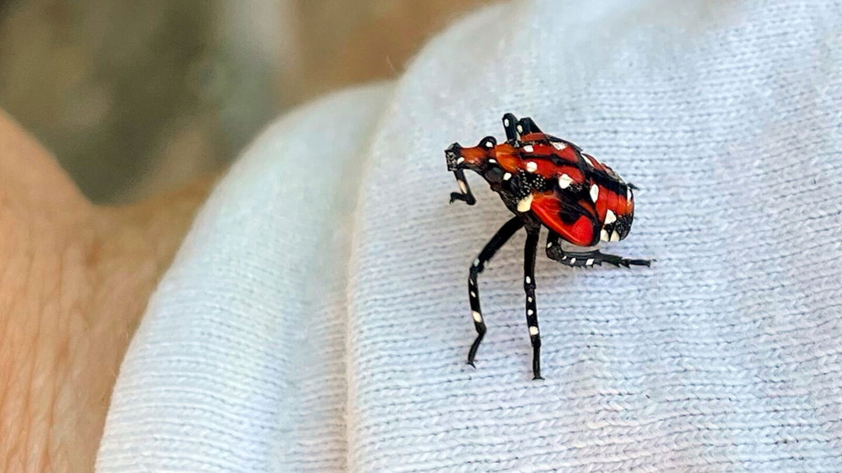 <i>Heide Estes/AP</i><br/>A spotted lanternfly is shown in an early developmental stage