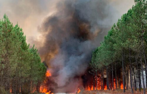 Flames consume trees in Saint Magne