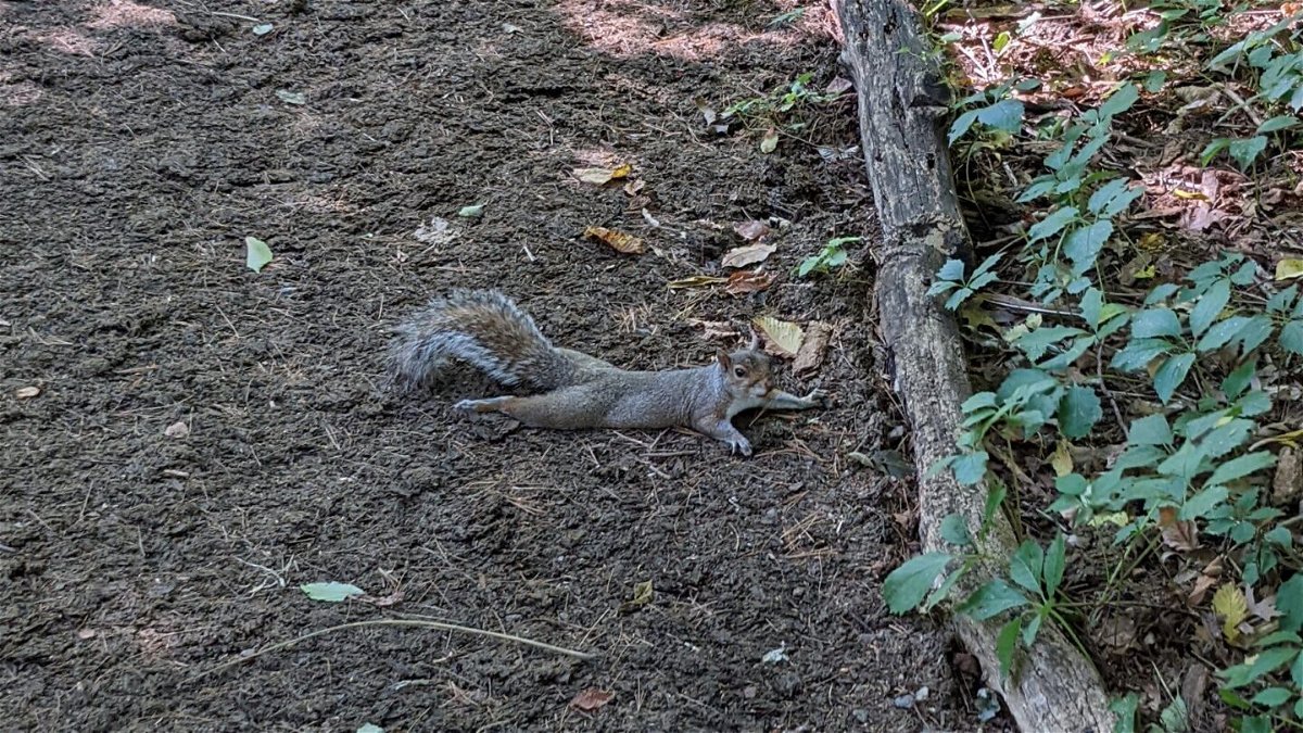 <i>From NYC Parks</i><br/>The squirrels 'splooting'