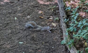 The squirrels 'splooting'