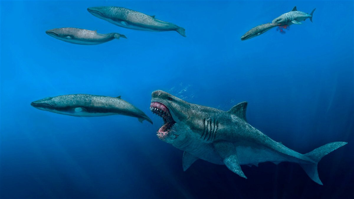 <i>J. J. Giraldo/AP</i><br/>This illustration depicts a 52-foot Otodus megalodon shark predating on a 26-foot Balaenoptera whale in the Pliocene epoch