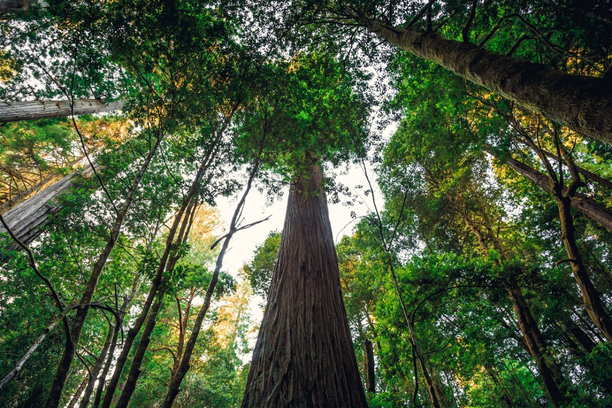 <i>Stephen Moehle/Shutterstock</i><br/>Visitors to the world's tallest tree face $5