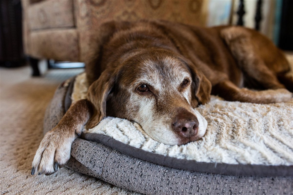 <i>Cavan/Adobe Stock</i><br/>Doggie dementia risk rises each year after age 10 with older dogs with dementia losing their vest for play and suffering sleep issues a study finds.