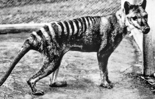 A Tasmanian tiger is seen here at the Berlin Zoo in 1933. Almost 100 years after its extinction
