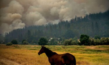 A horse grazes in a pasture as the McKinney Fire burns in Klamath National Forest in California on July 30.