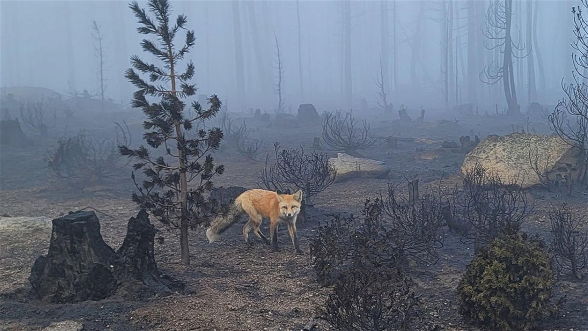 A fox in a recently burned area by D. Corbit Engineer