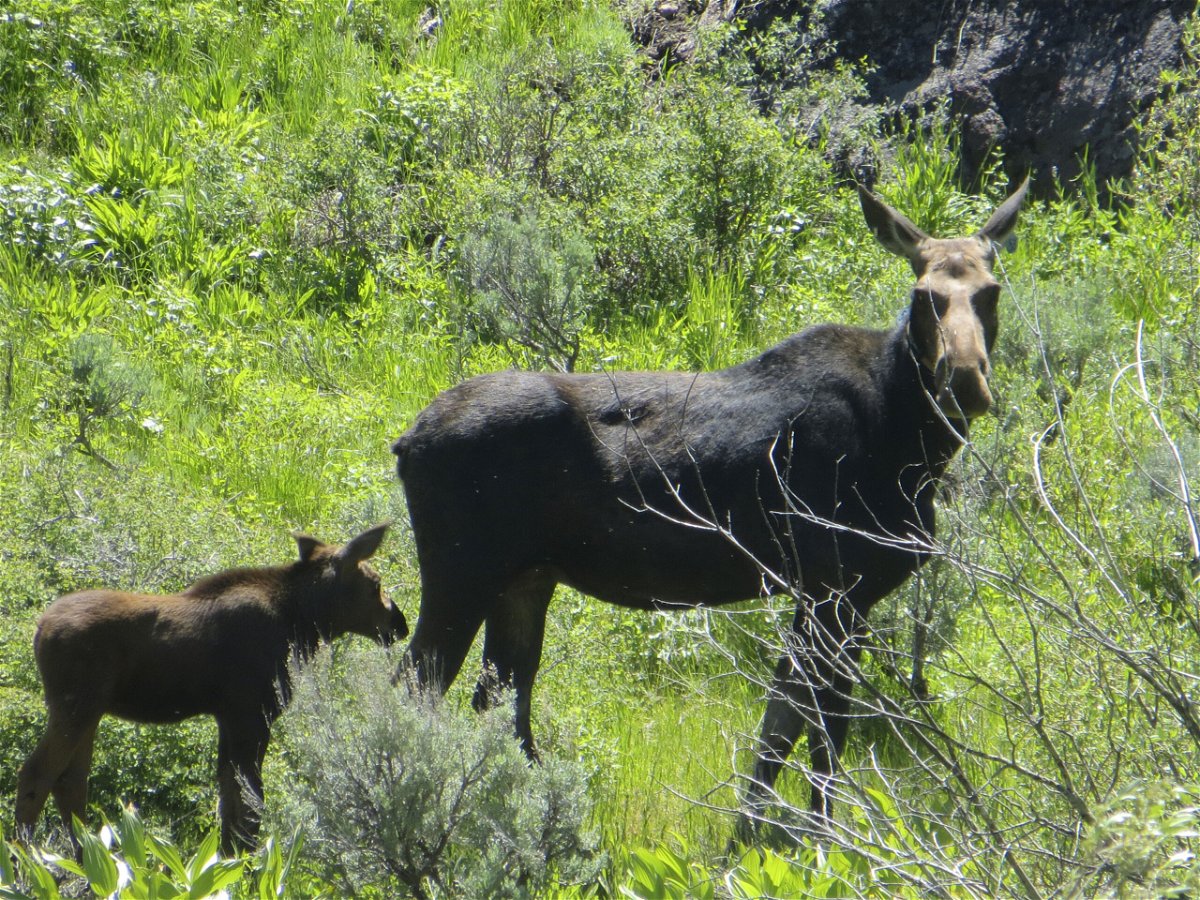 A Moose cow and her calf walk up a hill in this undated photo in Northeastern Nevada. Moose are quietly populating the northeastern corner of Nevada. And they are doing it without the help of humans. It's the first time a big game species has done so in Nevada without help from the Nevada Department of Wildlife, according to the agency.