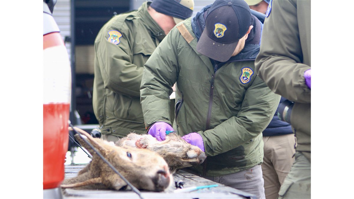 Fish and Game staff take samples from deer for Chronic Wasting Disease testing.