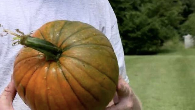 A Georgia farmer created chemical mixtures to grow glow-in-the-dark pumpkins.