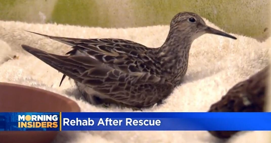 <i>WBBM</i><br/>The Willowbrook Wildlife Center in Glen Ellyn nurse all sorts of animal patients back to health.