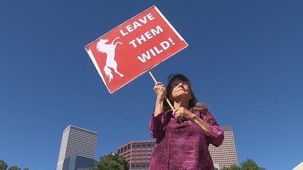 <i>KCNC</i><br/>A wild horse advocate protests on the steps of the Colorado State Capitol.