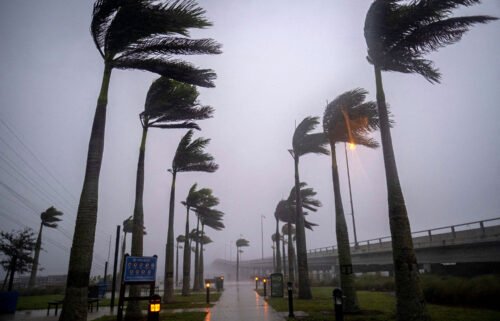 Wind blows palm trees ahead of Hurricane Ian in Charlotte Harbor
