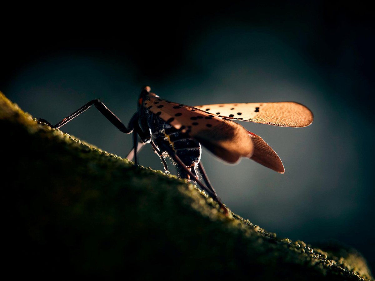 <i>Marc McAndrews/The New York Times/Redux</i><br/>A spotted lanternfly sits on a tree limb. A droplet of sap can be seen glistening at the end of its long piercing mouthpart it uses to feed on the sap of a tree.