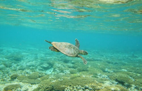A Hawksbill sea turtle is seen swimming in 2012 at Lady Elliot Island