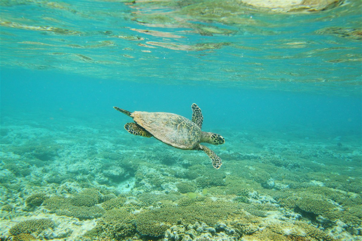 <i>Mark Kolbe/Getty Images</i><br/>A Hawksbill sea turtle is seen swimming in 2012 at Lady Elliot Island