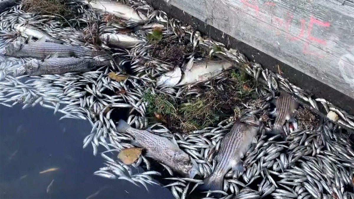 <i>KPIX</i><br/>Dead fish floated this week on Oakland's Lake Merritt and an algae bloom there and elsewhere in the San Francisco Bay Area has killed thousands of fish.