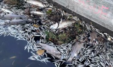 Dead fish floated this week on Oakland's Lake Merritt and an algae bloom there and elsewhere in the San Francisco Bay Area has killed thousands of fish.