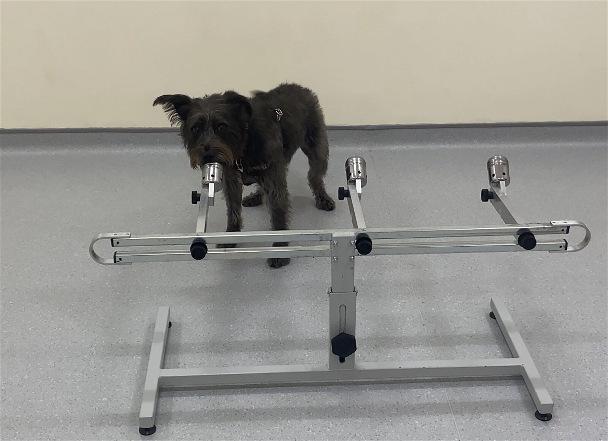 <i>Clara Wilson</i><br/>Four dogs participating in the study found the breath and sweat sample taken from a stressed person in 93.8% of the trials.