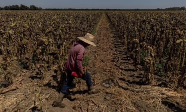 A worker is pictured here walking along a dried-up field of sunflowers while extreme weather conditions