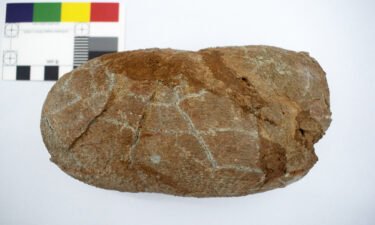 Pictured is a fossilized egg belonging to Macroolithus yaotunensis